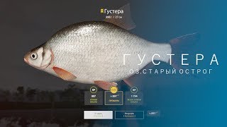РУССКАЯ РЫБАЛКА 4 | RF4 - ГУСТЕРА, ОЗ.СТАРЫЙ ОСТРОГ