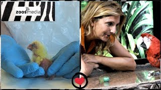 PAPAGEIEN: Aufzucht und Training im LORO PARQUE #THROWBACK | zoos.media