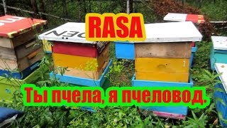 ???RASA-ПЧЕЛОВОД, ТЫ ПЧЕЛА, Я ПЧЕЛОВОД (cover), МОМЕНТЫ ЛЕТНЕГО СЕЗОНА НА ПАСЕКЕ РЯБУХИНА???