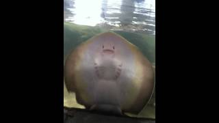 Happy Sting Ray