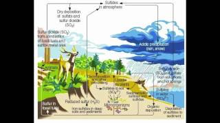 The Sulfur Cycle