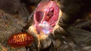 Piranhas Devour a Duck - River Monsters