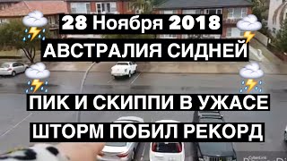 28 ноября 2018 АВСТРАЛИЯ СИДНЕЙ ПОБИЛ РЕКОРД 1984 ГОДА ПОТОП ГРОМ И МОЛНИИ. СКИППИ И ПИК В УЖАСЕ