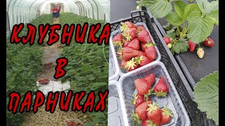 Клубника в парнике: наши рекомендации по выращиванию