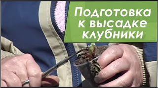 Клубника и ROST концентрат