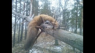 Охота на пушных животных.  Часть 1