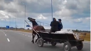 Внезапные телеги или нашествие скакунов ★ Тематические подборки дтп