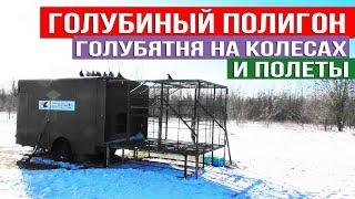 Голубиный Полигон Машошина В.В. и полеты голубей | 2020 HD