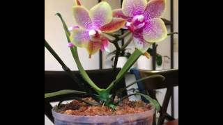 Phalaenopsis Sogo Lawrence 'Tahiti Sunset'