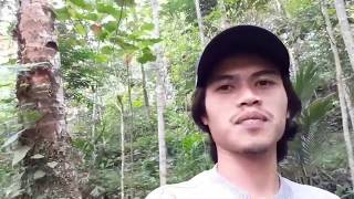 Dapat Trigona Tapi di dalam batang pohon Biarkan saja Salam Lestari