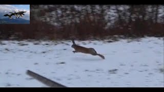 Охота на зайца и лису 2019 (Hare and Fox hunting)