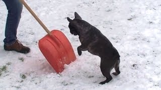 "Dogs vs. Snow Shovels" || CFS