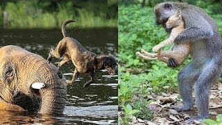 5 animales asombrosos rescatando a otros animales 2016 - héroes animales
