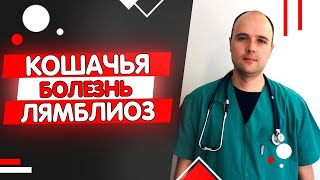 Лямблиоз у кошек симптомы и лечение