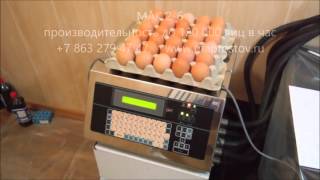 маркировка яйца мак 2-6
