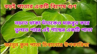 দাঁত তো মজবুত হবেই এমনকি নড়তে থাকা দাঁতও স্থির হতে পারে কুল গাছের পাতা চিবালে