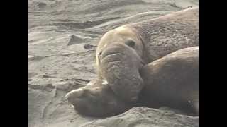 Breeding elephant seals at San Simeon