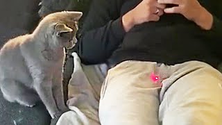 Я РЖАЛ ПОЛ ЧАСА! САМЫЕ СМЕШНЫЕ КОТЫ И СОБАКИ