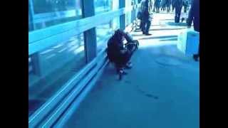 ржач!!! Молодая девушка справляет нужду у всех на виду!!!