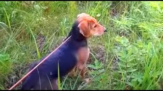 Выводок зайчишек  .Р.Г  Баян Шатрова В.А. и Ношик .