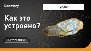 Гуидак | Как это сделано? | Discovery