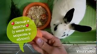 Что ест Крош? Чем кормить декоративного кролика?