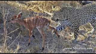 Mating Leopards kill Nyala