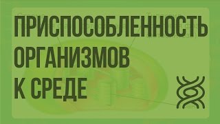 Приспособленность организмов к влиянию факторов среды. Видеоурок по биологии 9 класс