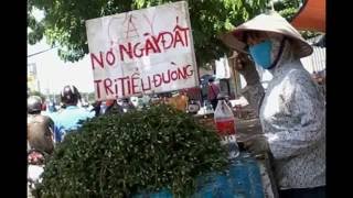Thực hư chuyện "thần dược vỉa hè" cây nở ngày đất trị bệnh gout, tiểu đường?