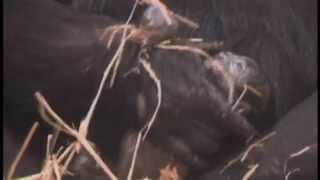 Gorilla Birth