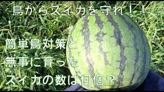 ２本のスイカ苗からできたスイカの個数と害獣対策と収穫