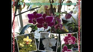 Orchids\Орхидеи - не повторяйте мои ошибки. Как у орхидеи появляются отростки???