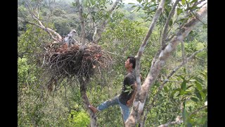 Populasi terbesar elang indonesia