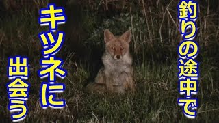 釣りの移動中にキツネと出会う