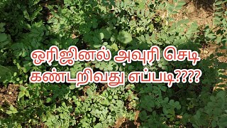 how to find indigo(avuri) plant|| நாட்டு  அவுரி  செடி  எப்படி கண்டுபிடிப்பது?? Indigo plant in tamil