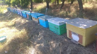 На весах 3 кг, а семьи прослабли! 29.06.2019