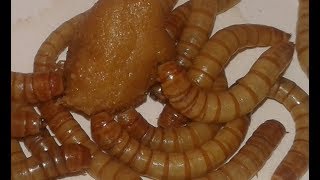 ميل ورم حلقة الربع كيلو رقم 8 وكيف تربح وكيفية التسويق