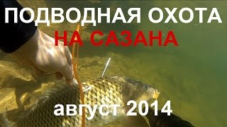 Подводная охота на сазана в залежке на КВХ  23.08.2014