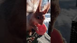 Копия не отказалась от морковки / Copy did not give up the carrot