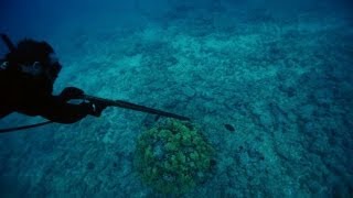 Spearfishing in Hawaii | Off the Hook