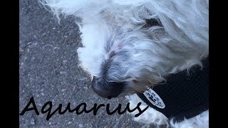 AQUARIUS Love January - Don't fear ... this needs to happen fast!