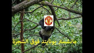 (ليفربول- مانشستر يونايتد) يونايتد فوق الشجرة