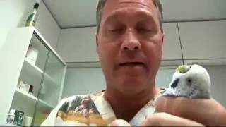 Violencia entre periquitos - Capítulo 119 - Veterinaris TV3