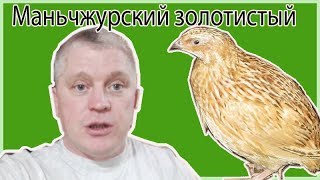 Перепел Маньчжурский золотистый //Закладка яйца //Жизнь в деревне