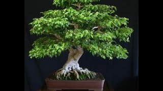 Ginseng Ficus: The Perfect Bonsai Tree for the Beginner