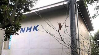 NHK横浜FM放送 NHK円海山FM放送所