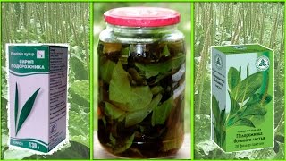 Подорожник трава. Лечебный подорожник