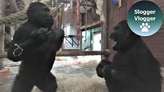 Gorilla Shufai Wants To Play With His Tired Thumb Sucking Brother