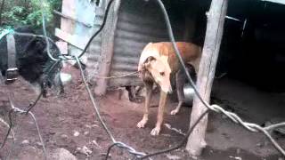 greyhound mating with a scottish deerhound cross in south africa