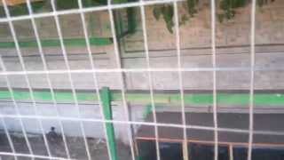 Разведение фазанов в домашних условиях